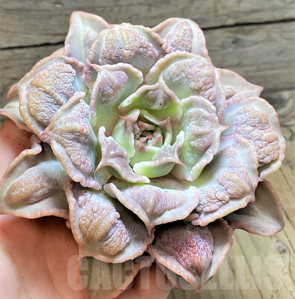 SHPR37456 Echeveria 'Madiba Tumors'