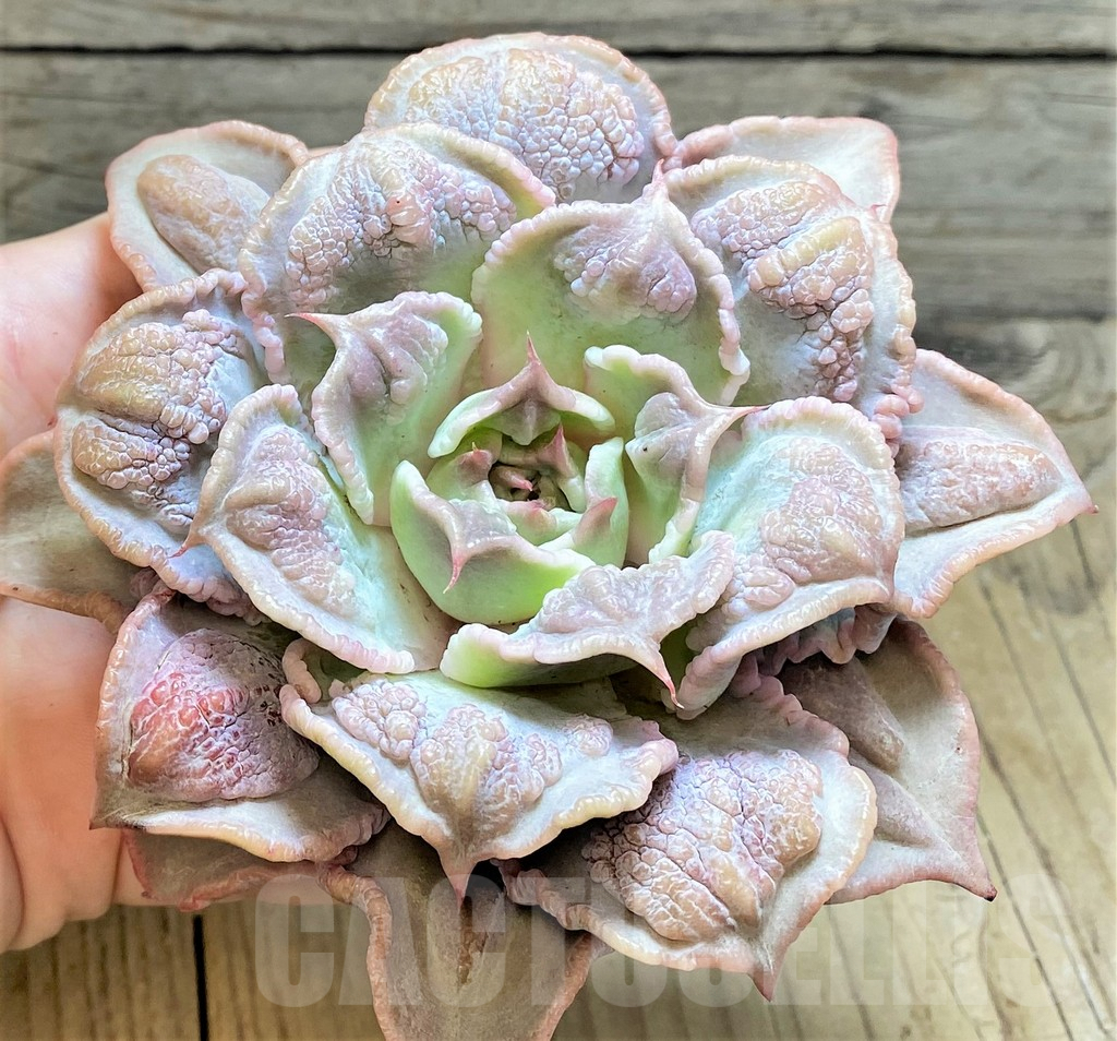 SHPR37456 Echeveria 'Madiba Tumors' - Image 3