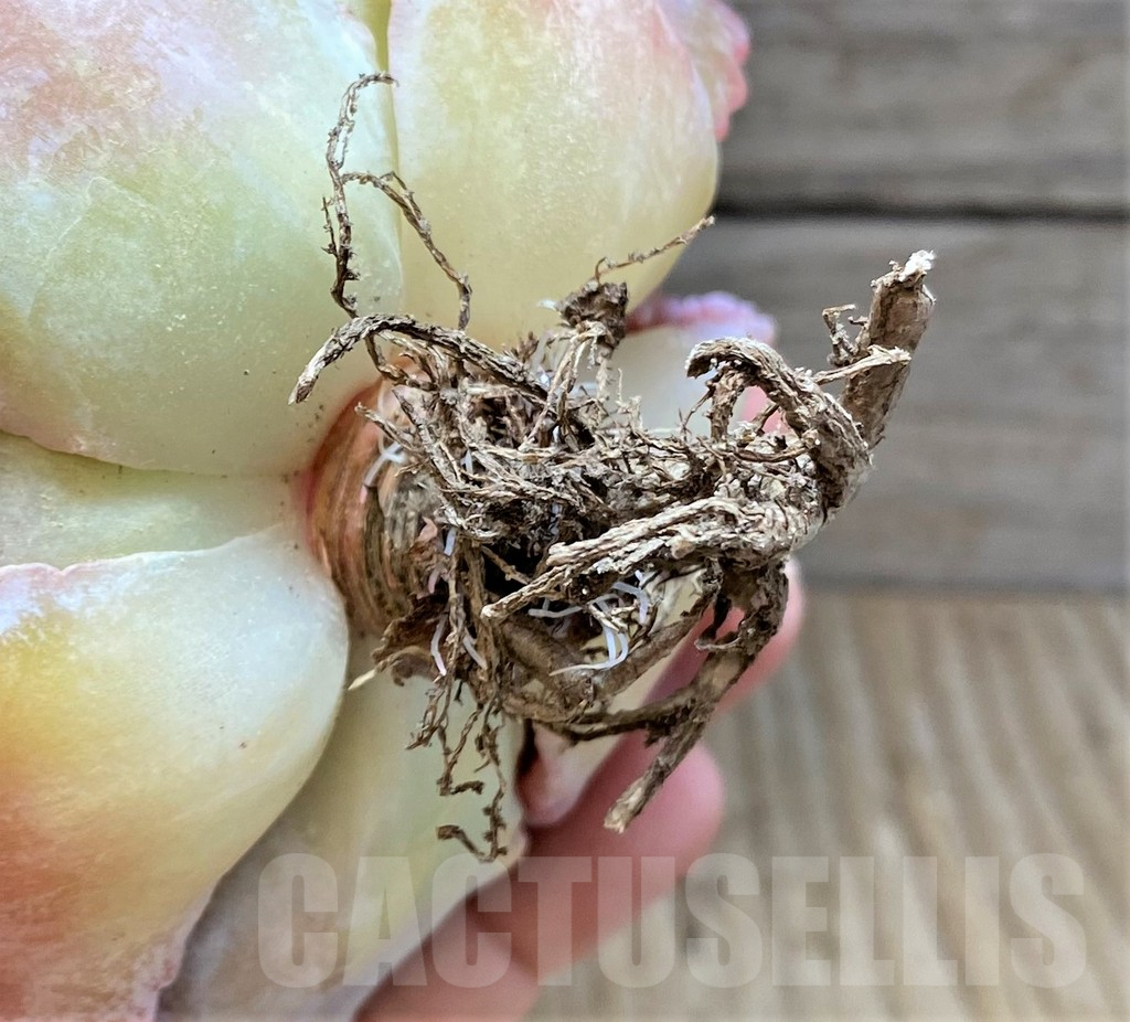 SHPR37457 Echeveria 'Madiba Tumors' - Image 4