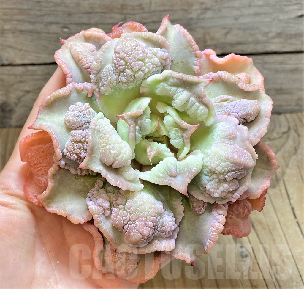 SHPR37457 Echeveria 'Madiba Tumors' - Image 3