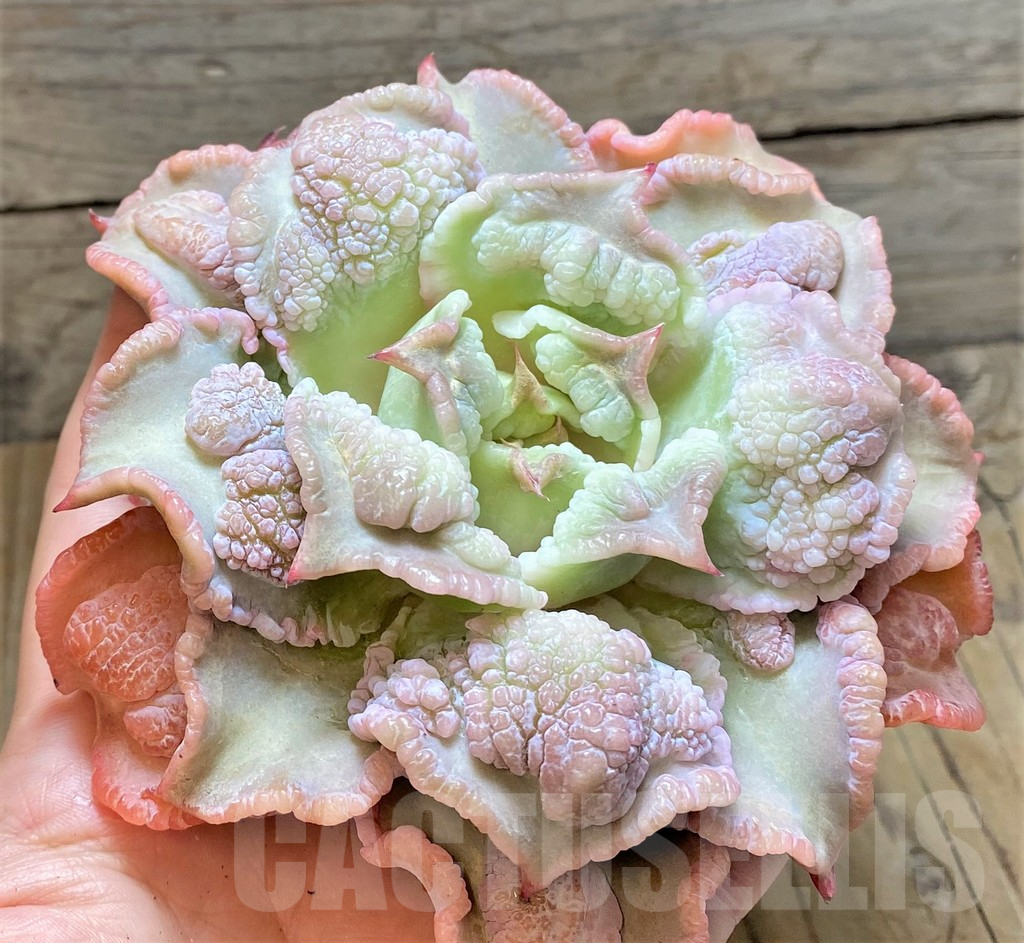SHPR37457 Echeveria 'Madiba Tumors' - Image 2