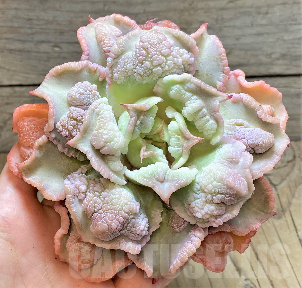 SHPR37457 Echeveria 'Madiba Tumors'