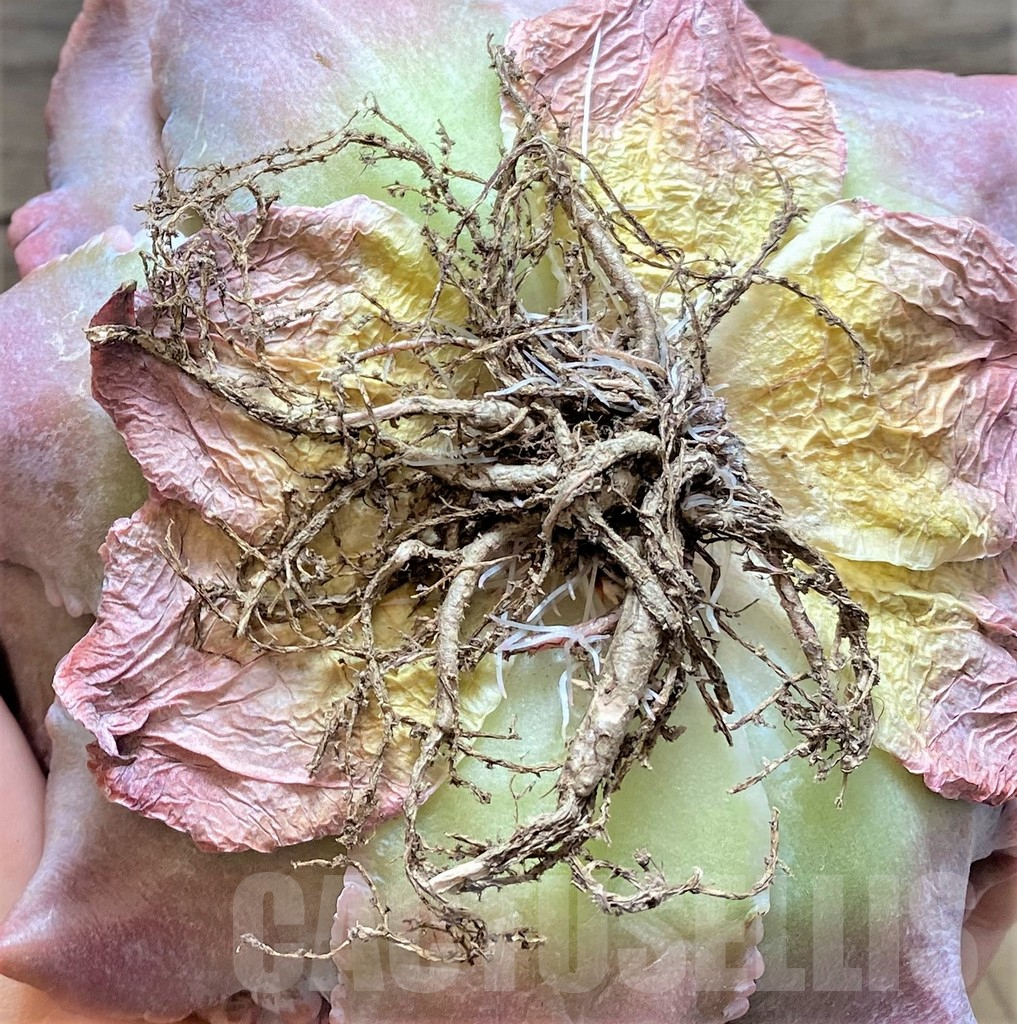 SHPR37459 Echeveria 'Madiba Tumors' - Imagen 3