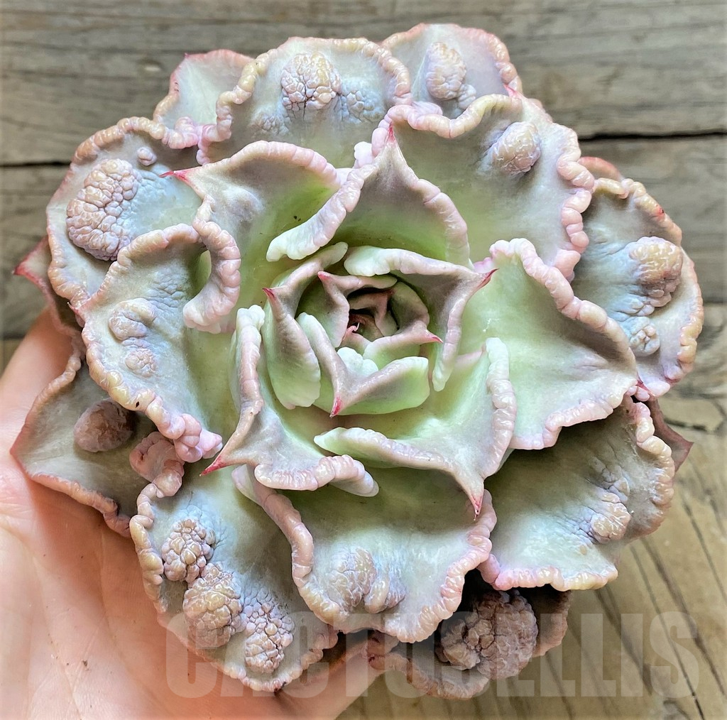 SHPR37459 Echeveria 'Madiba Tumors' - Imagen 2