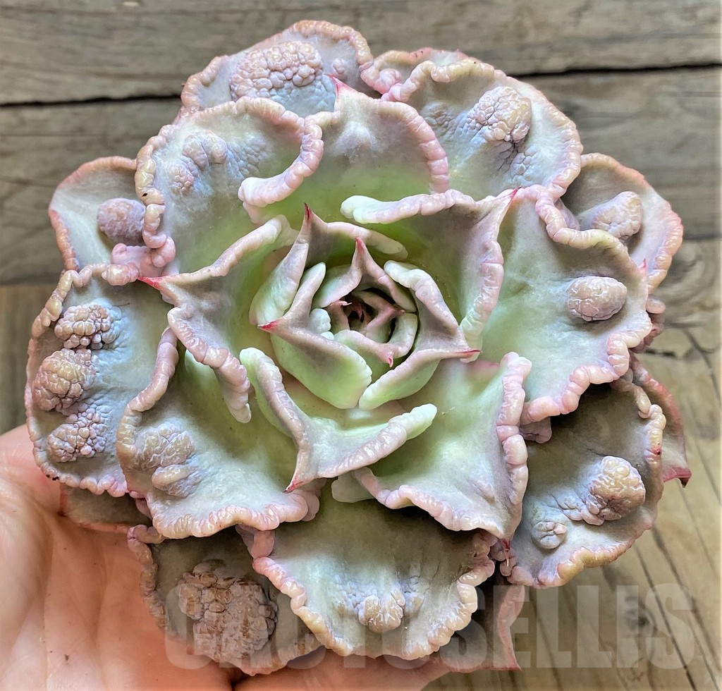 SHPR37459 Echeveria 'Madiba Tumors'