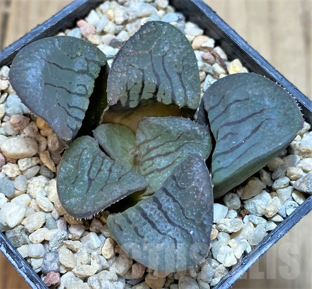 SHPR37460 Haworthia springbokvlakensis 'Demon Realm' - Image 2
