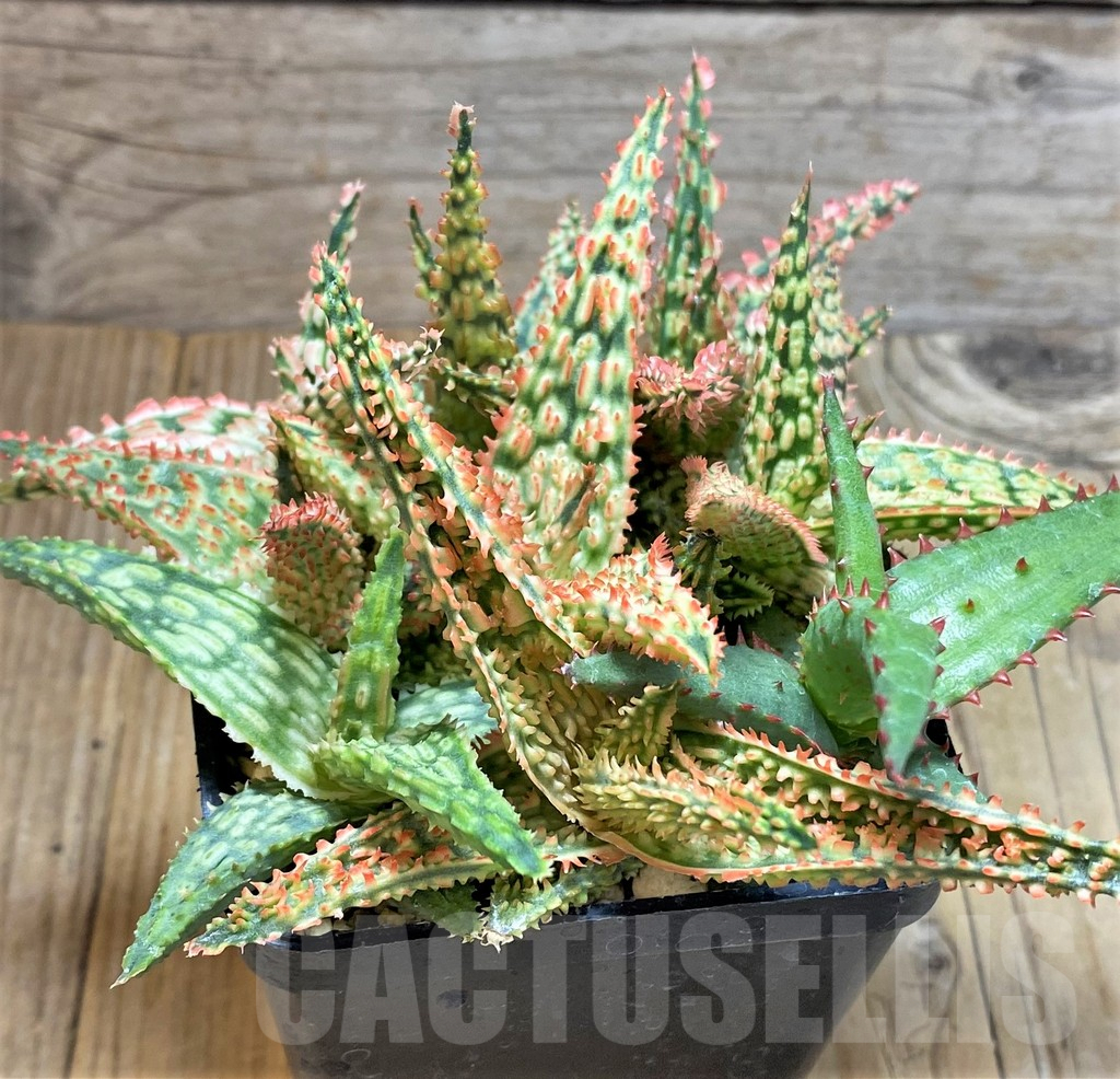 SHPR37551 Aloe TCT hybrid mix - 画像 (3)