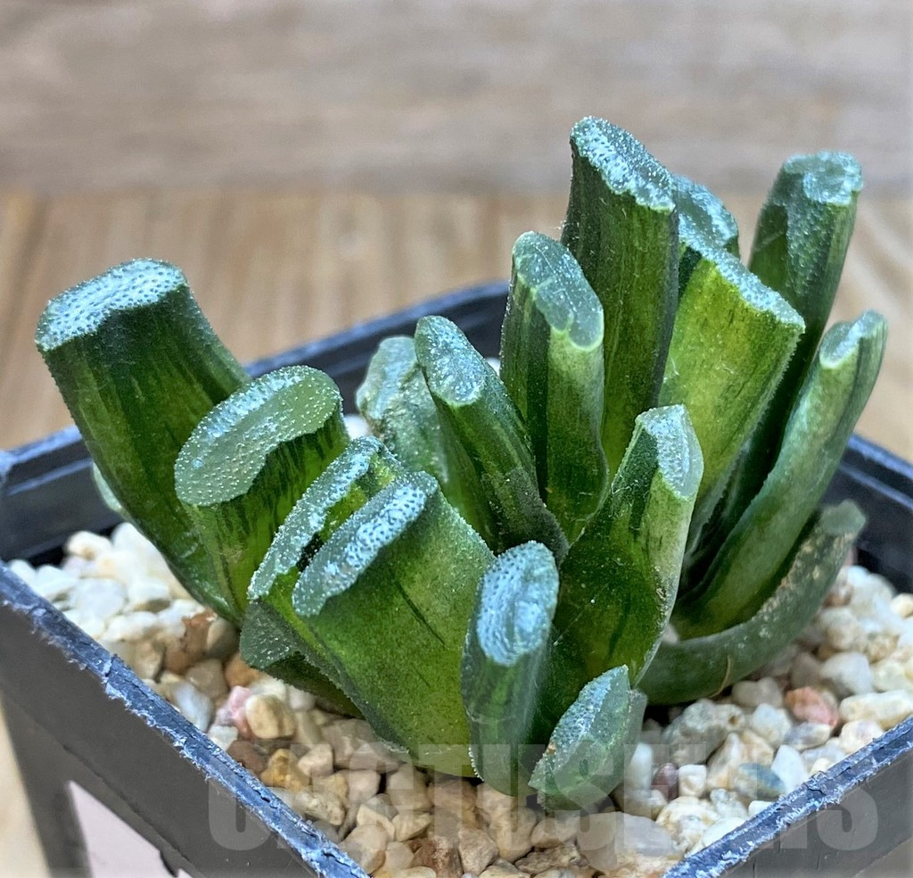 SHPR37583 Haworthia truncata f. variegata - Imagen 2