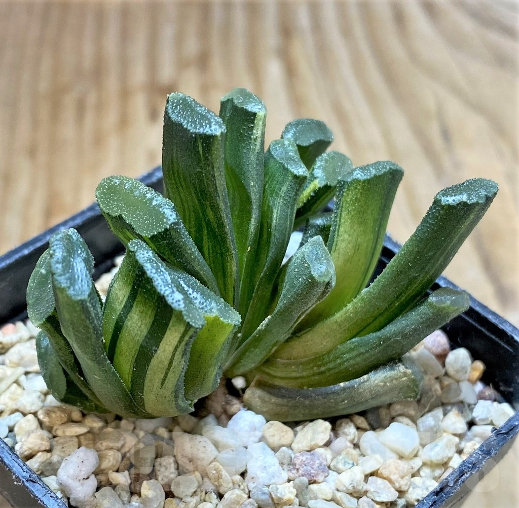 SHPR37583 Haworthia truncata f. variegata