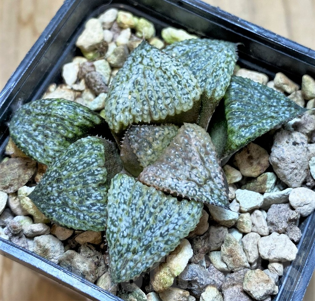 SHPR37584 Haworthia magnifica v. splendens GM452 - immagine 2
