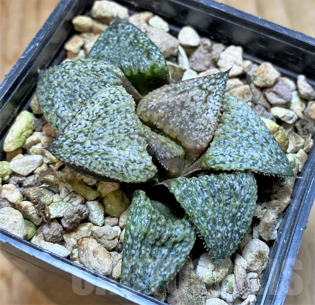 SHPR37584 Haworthia magnifica v. splendens GM452