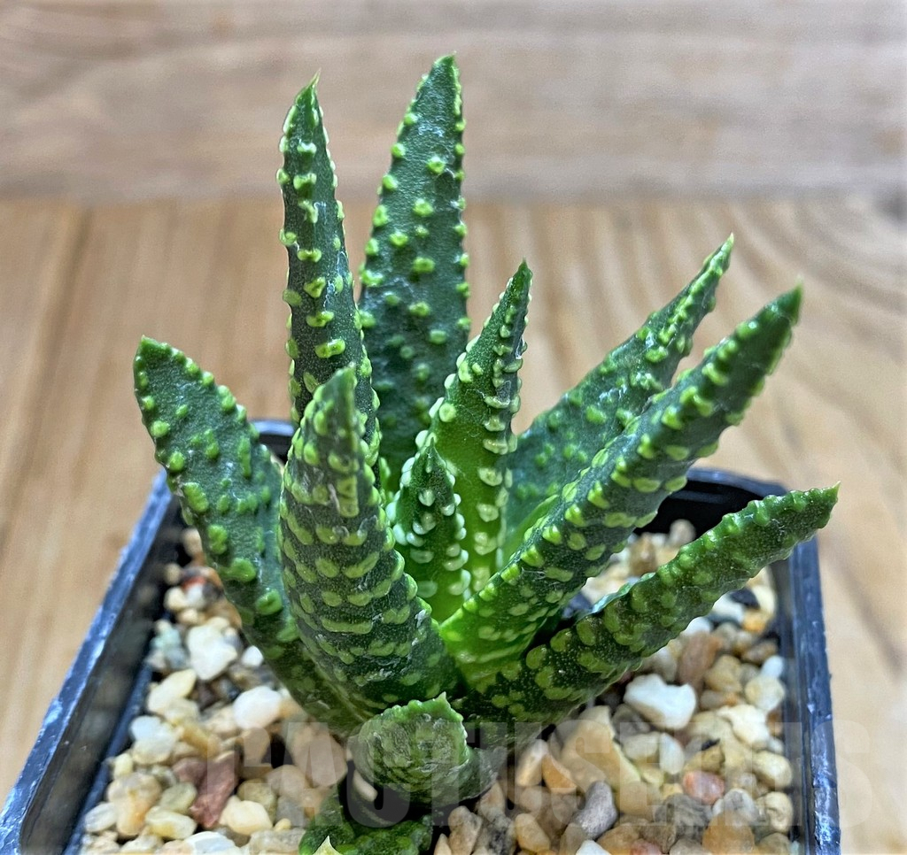 SHPR37586 Haworthia pumila 'Donut'