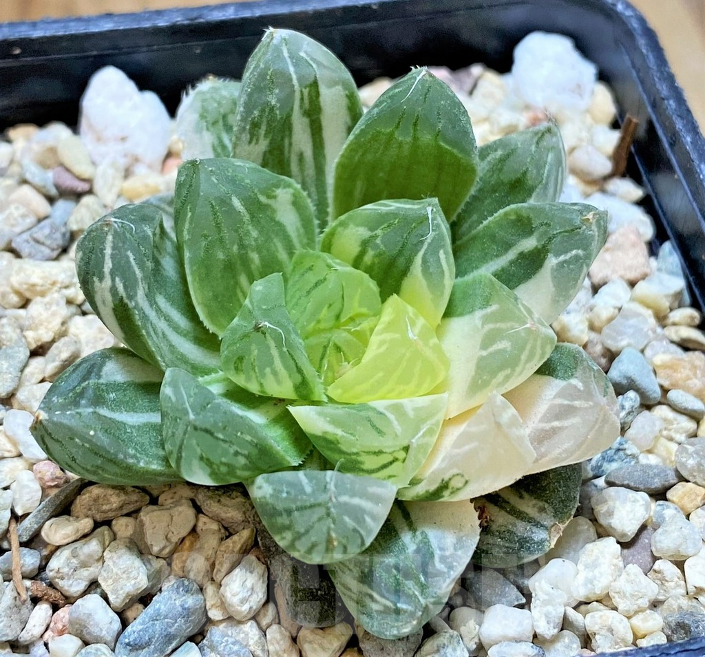 SHPR37588 Haworthia obtusa ‘Marin’ f. variegata