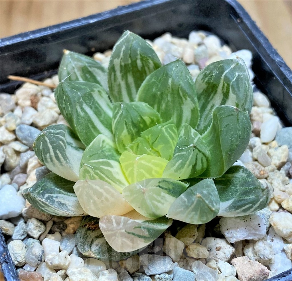 SHPR37588 Haworthia obtusa ‘Marin’ f. variegata - Image 2