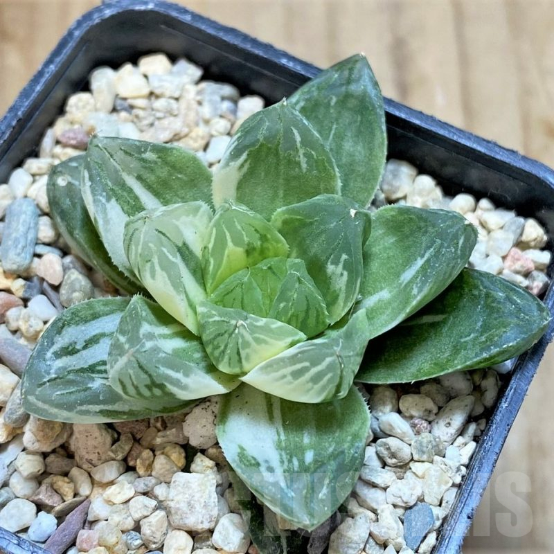 SH12710 Haworthia obtusa ‘Marin’ f. variegata