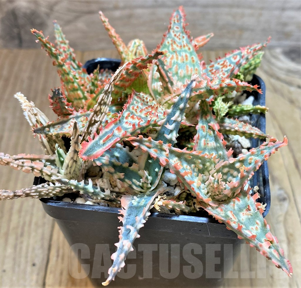 SHPR37552 Aloe TCT hybrid mix - 画像 (2)