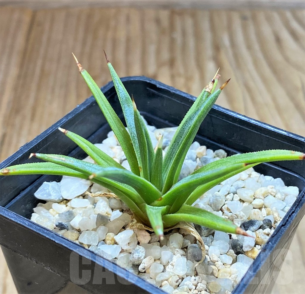 SHPR37591 Agave albopilosa - Image 2