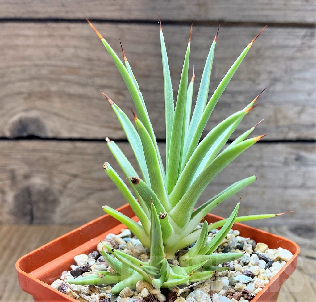 SHPR37592 Agave striata minima - Image 2