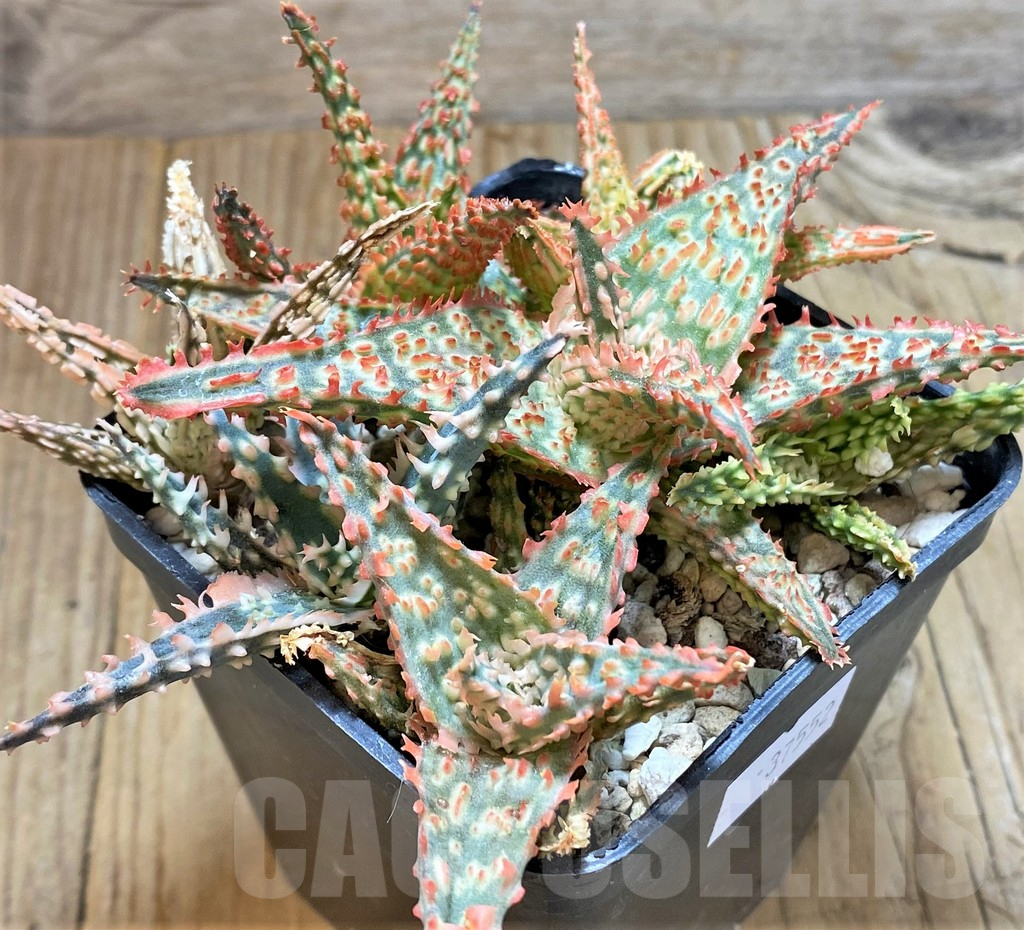 SHPR37552 Aloe TCT hybrid mix