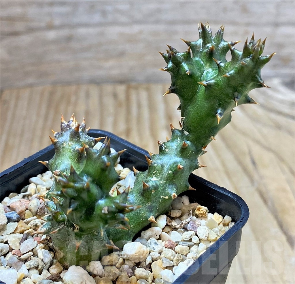 SHPR37594 Edithcolea grandis - Obrázek 2