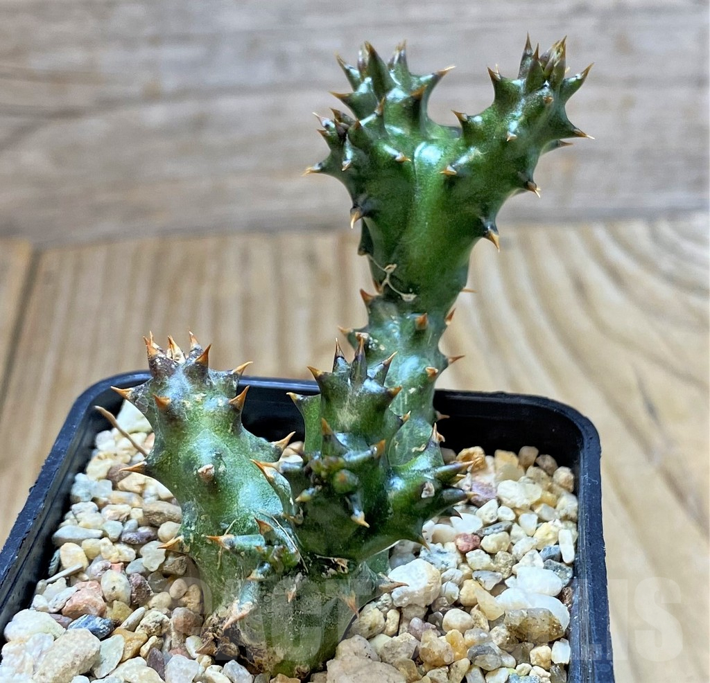 SHPR37594 Edithcolea grandis