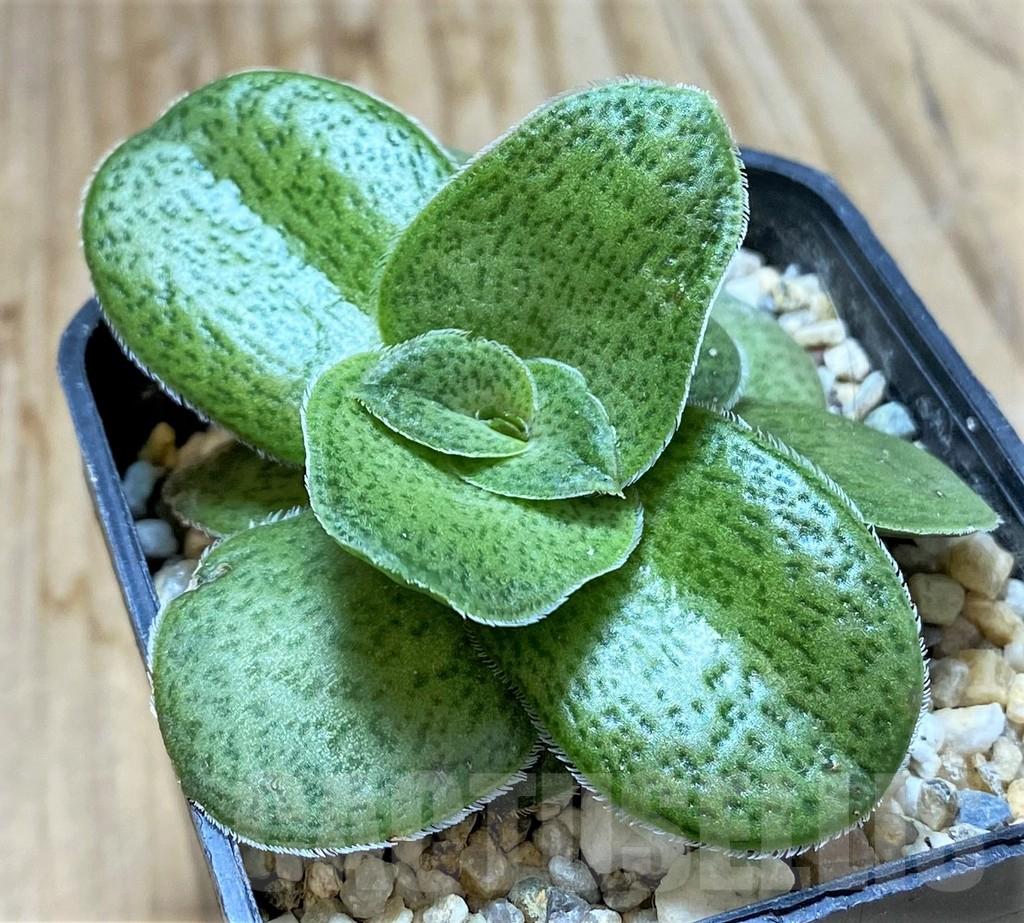 SHPR37595 Crassula hemisphaerica -31km. N Garies-