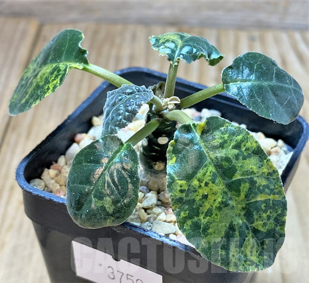 SHPR37596 Dorstenia foetida f. variegata - Зображення 2