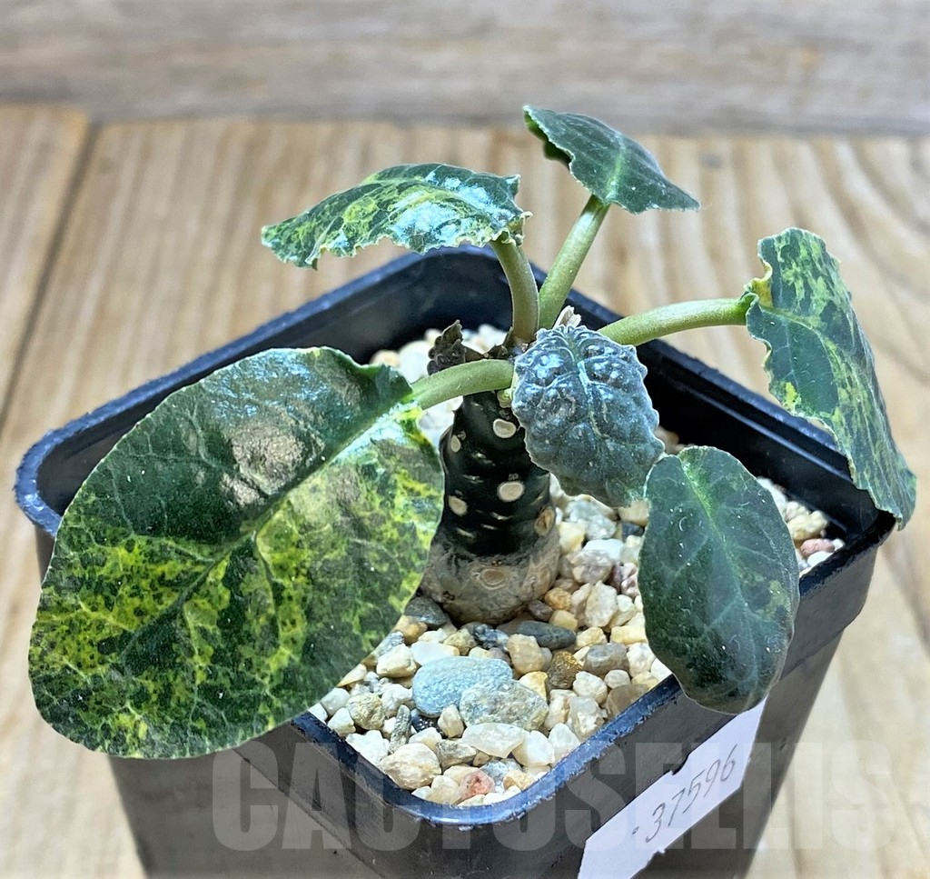 SHPR37596 Dorstenia foetida f. variegata