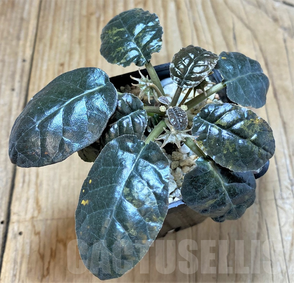 SHPR37597 Dorstenia foetida f. variegata - Зображення 2