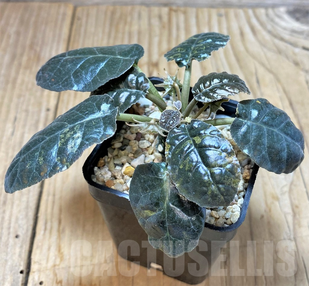 SHPR37597 Dorstenia foetida f. variegata