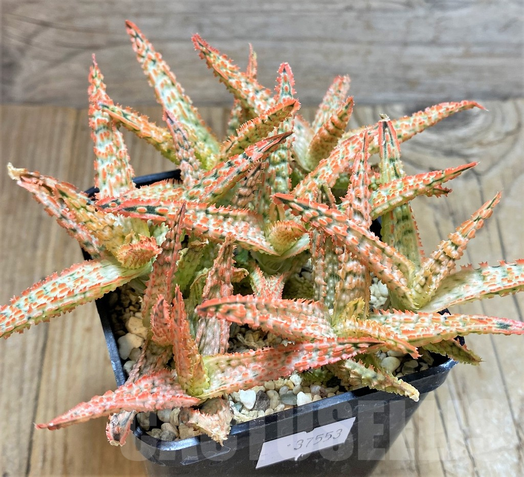 SHPR37553 Aloe TCT hybrid mix - Image 2