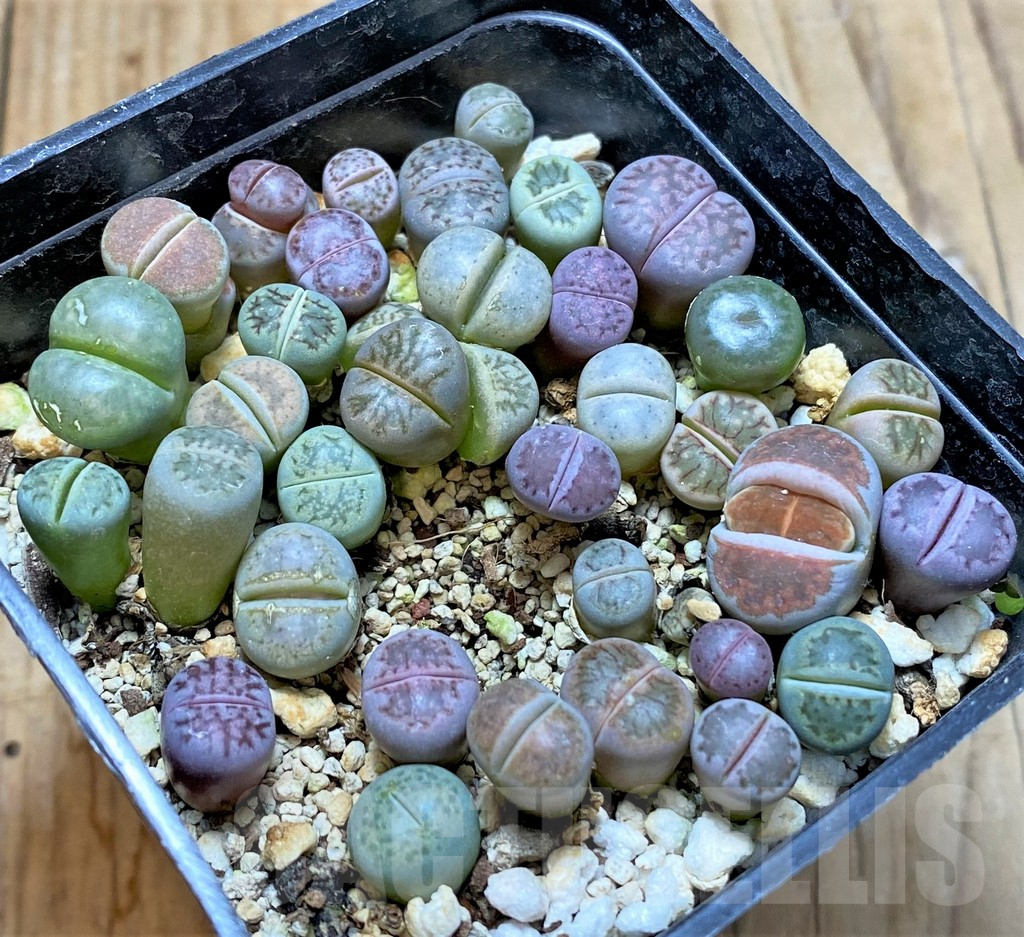 SHPR37600 Lithops mix - Зображення 2