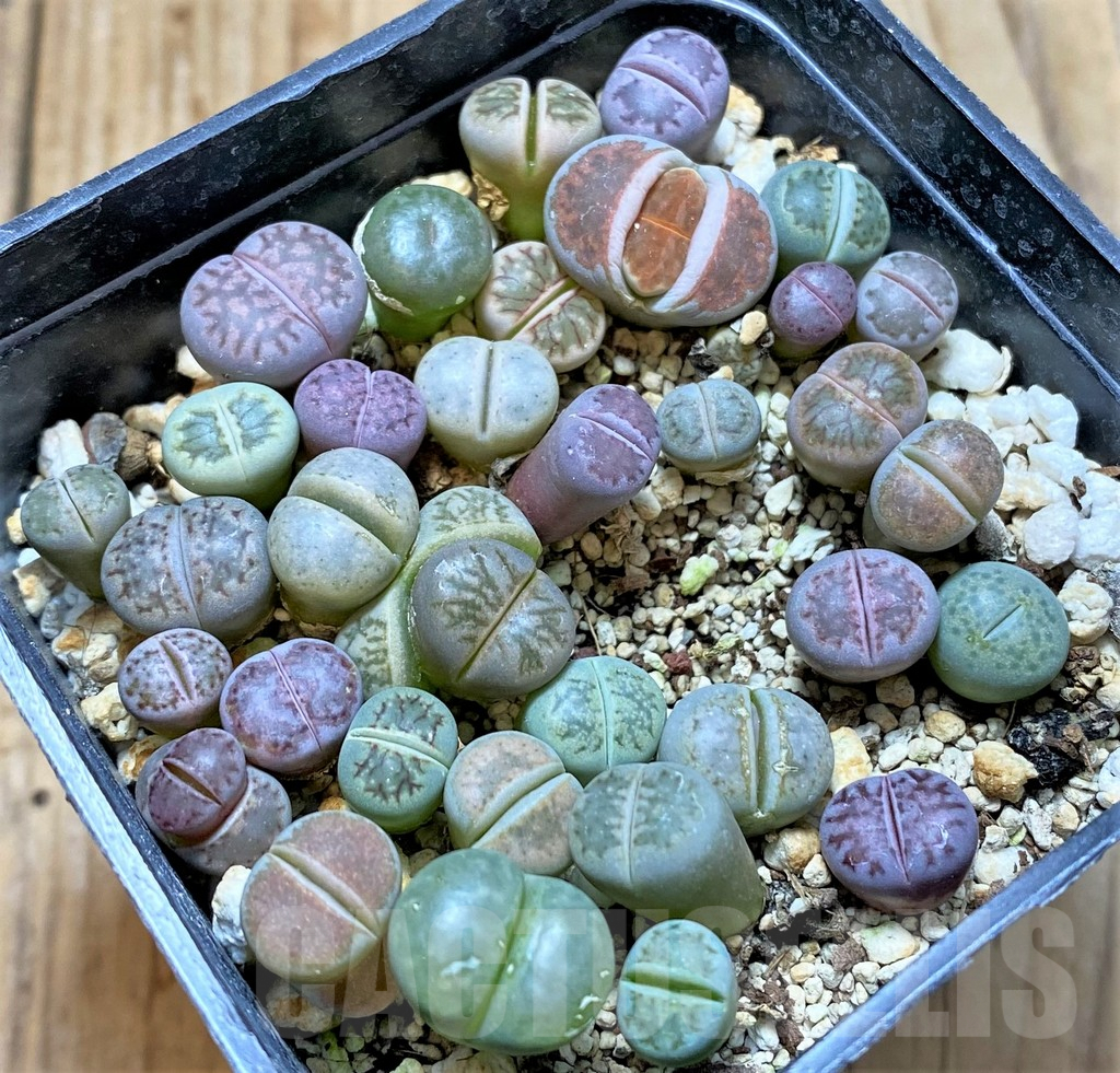 SHPR37600 Lithops mix