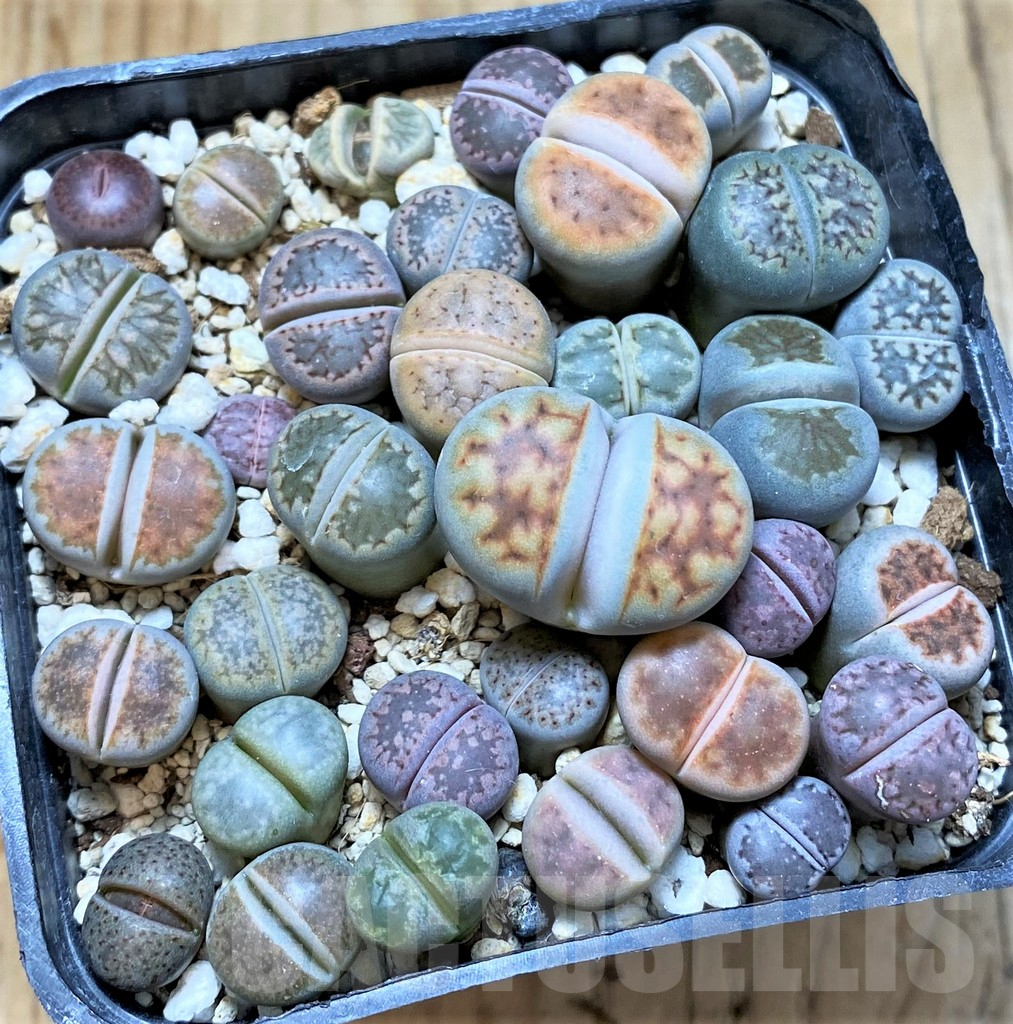 SHPR37601 Lithops mix - Obrázek 2