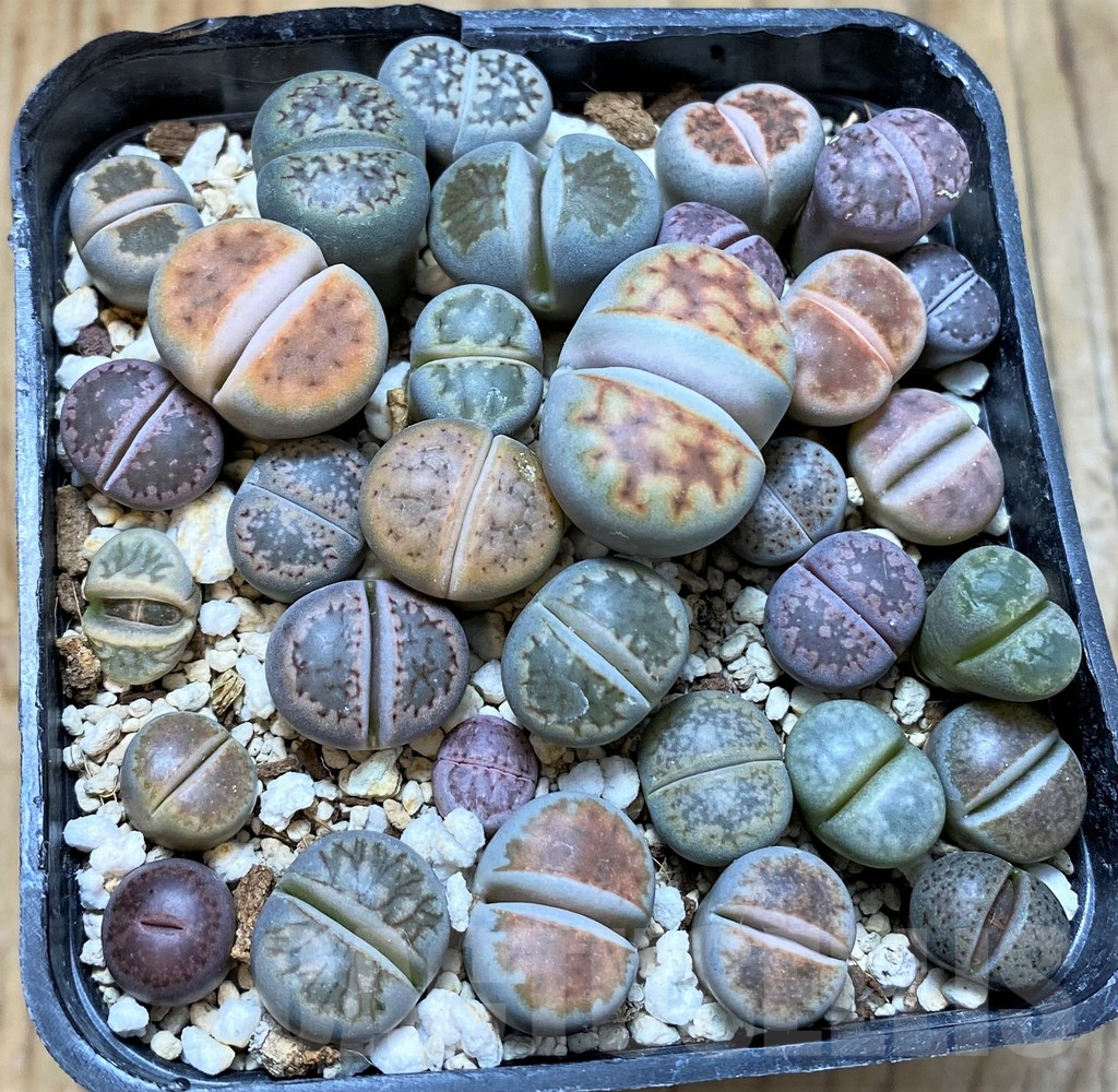 SHPR37601 Lithops mix