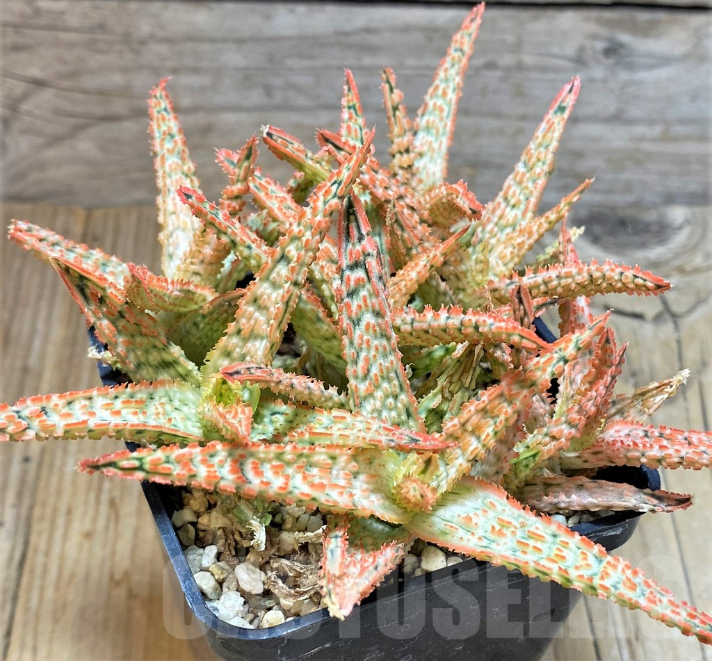 SHPR37553 Aloe TCT hybrid mix