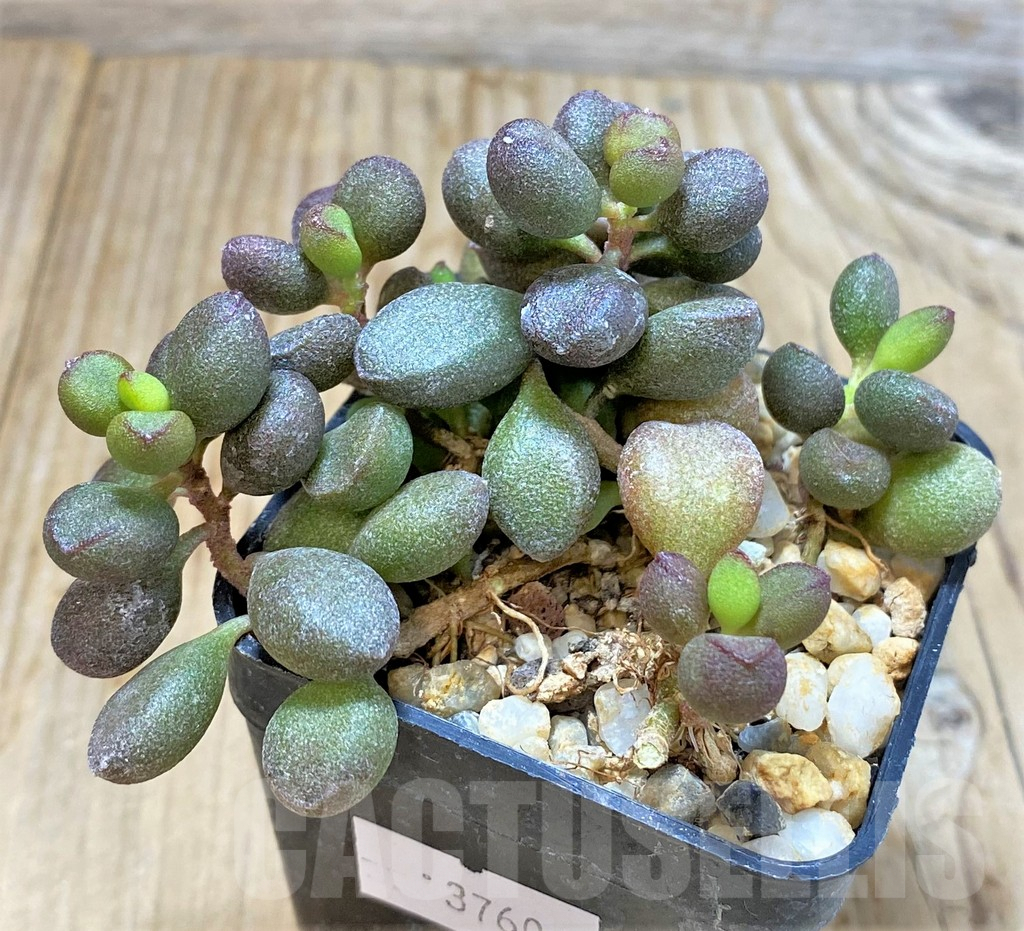 SHPR37606 Adromischus marianiae 'Little Spheroid' - Image 2