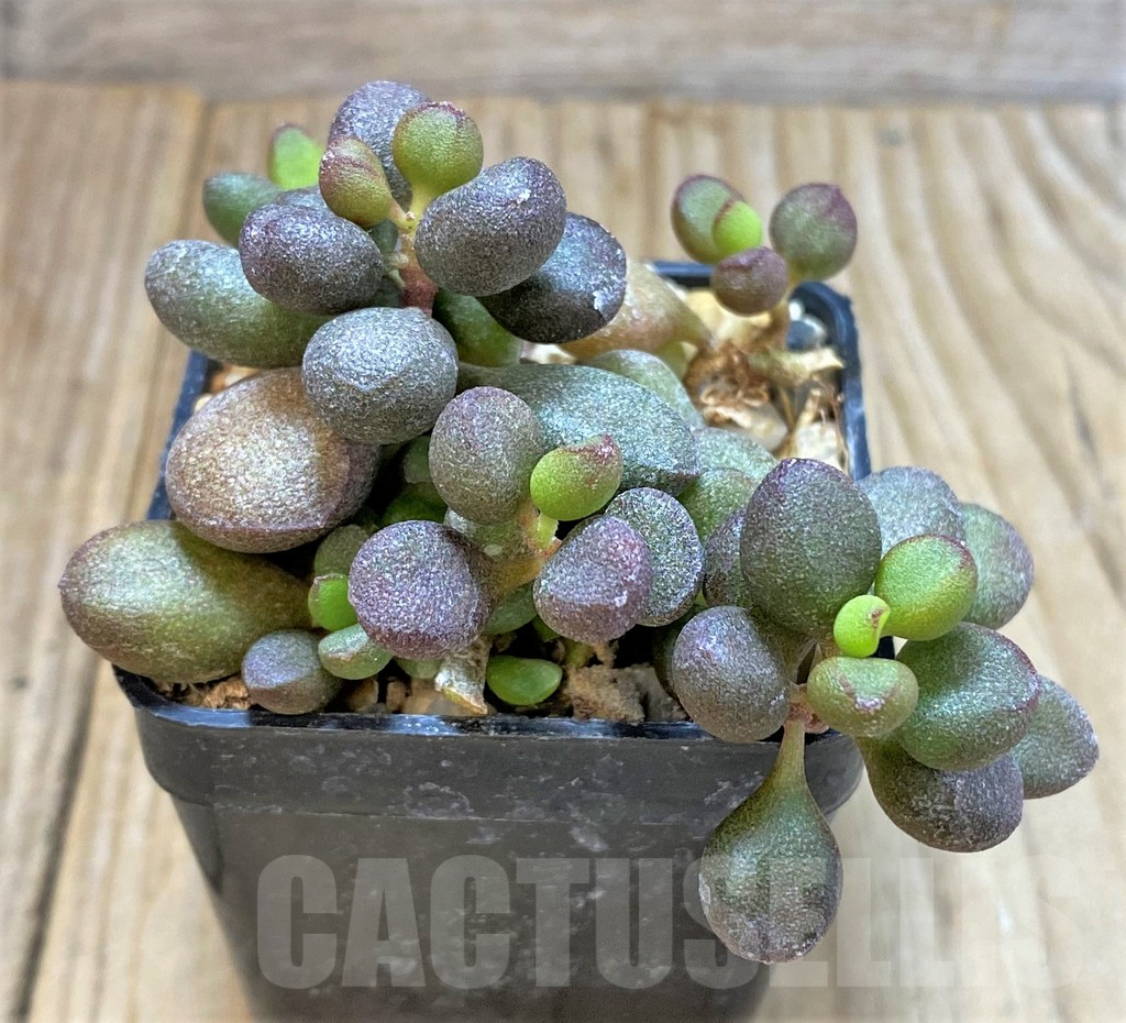 SHPR37606 Adromischus marianiae 'Little Spheroid'