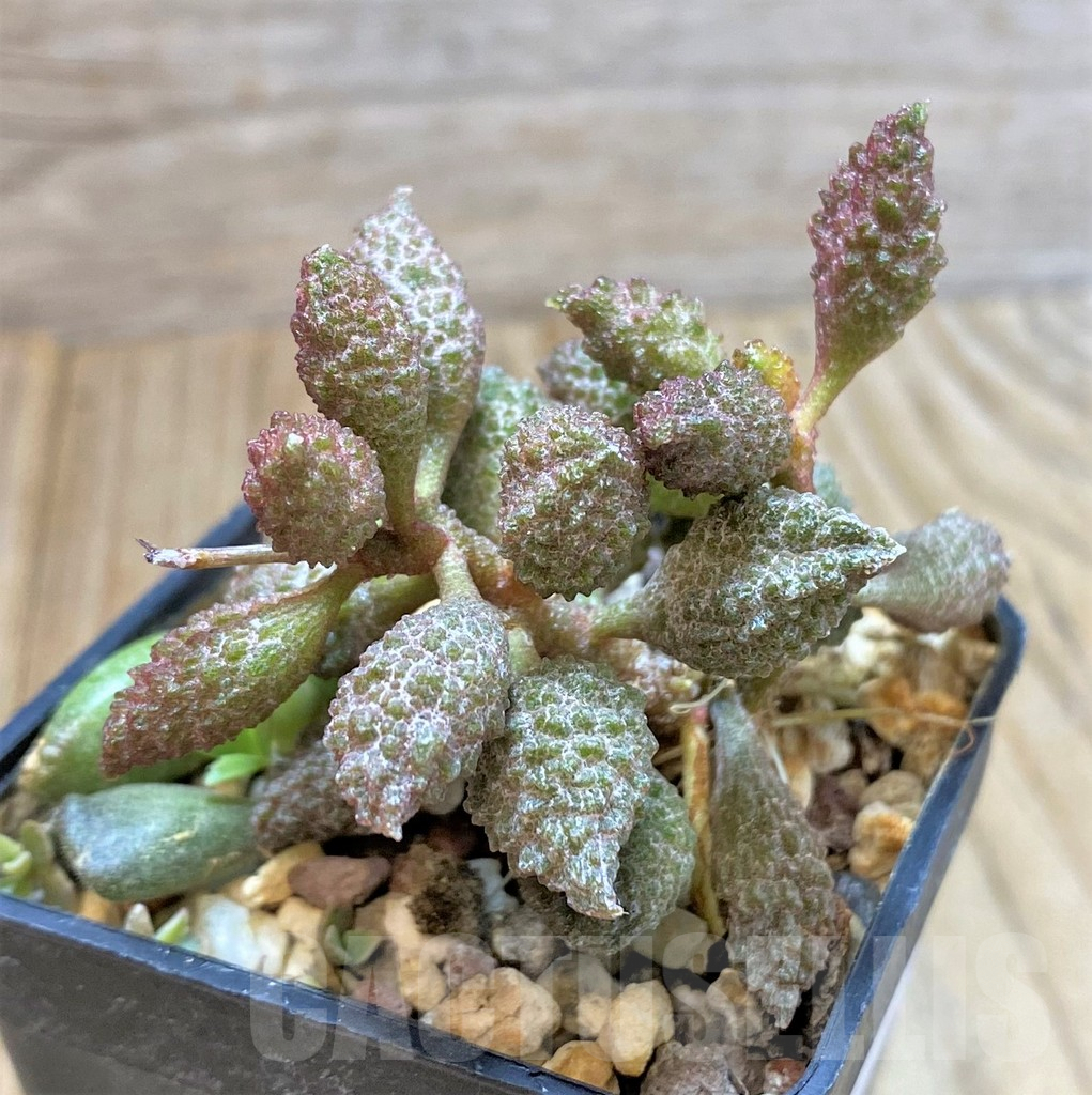 SHPR37607 Adromischus marianiae EVJ3270