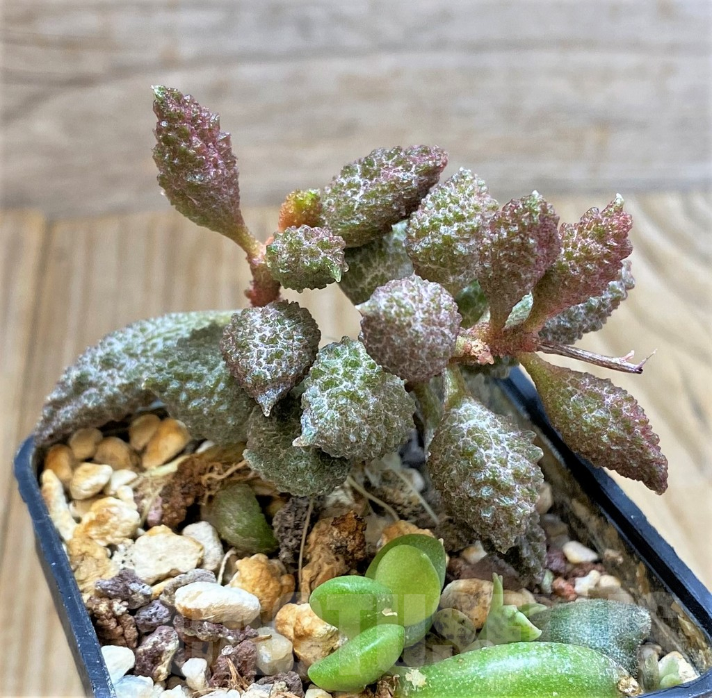 SHPR37607 Adromischus marianiae EVJ3270 - Image 2