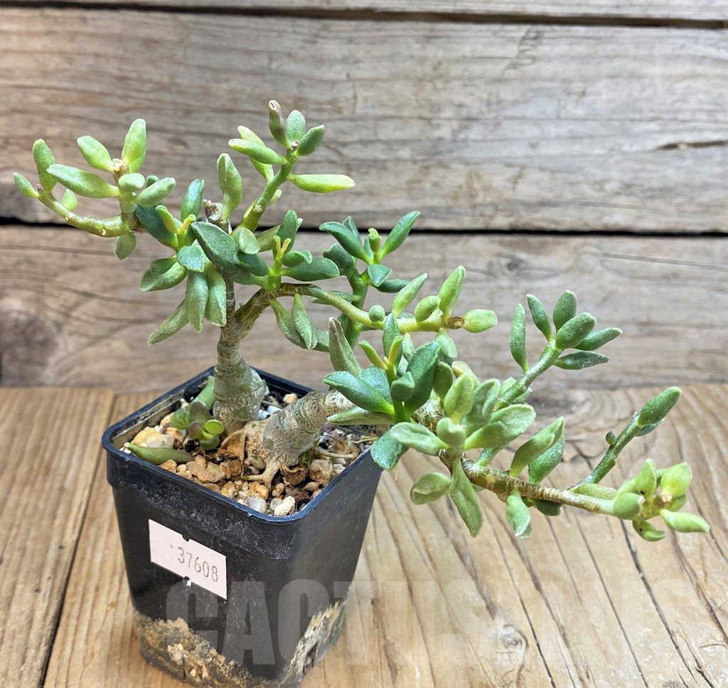 SHPR37608 Adromischus marianae ‘Tanqua’ - Image 3