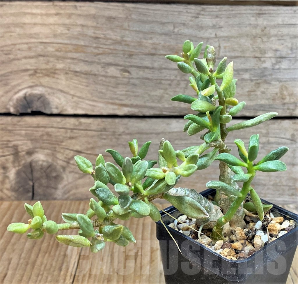 SHPR37608 Adromischus marianae ‘Tanqua’ - Image 2