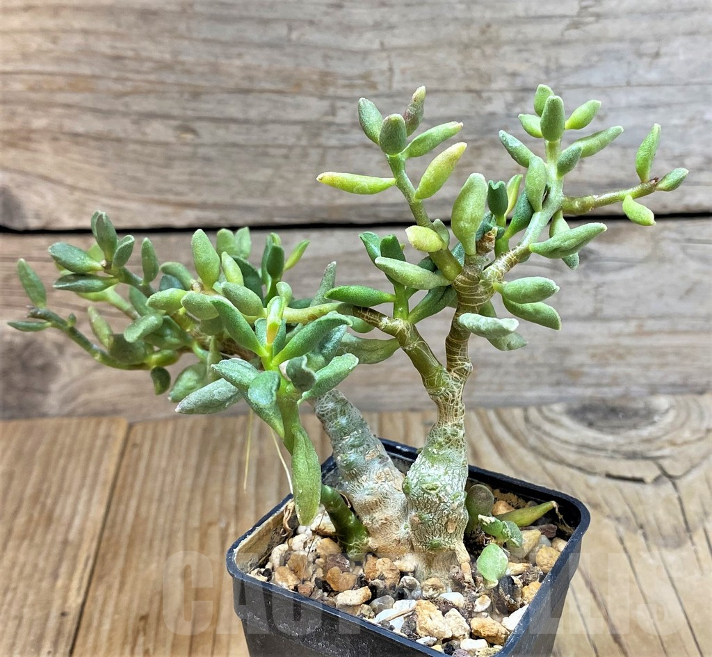 SHPR37608 Adromischus marianae ‘Tanqua’