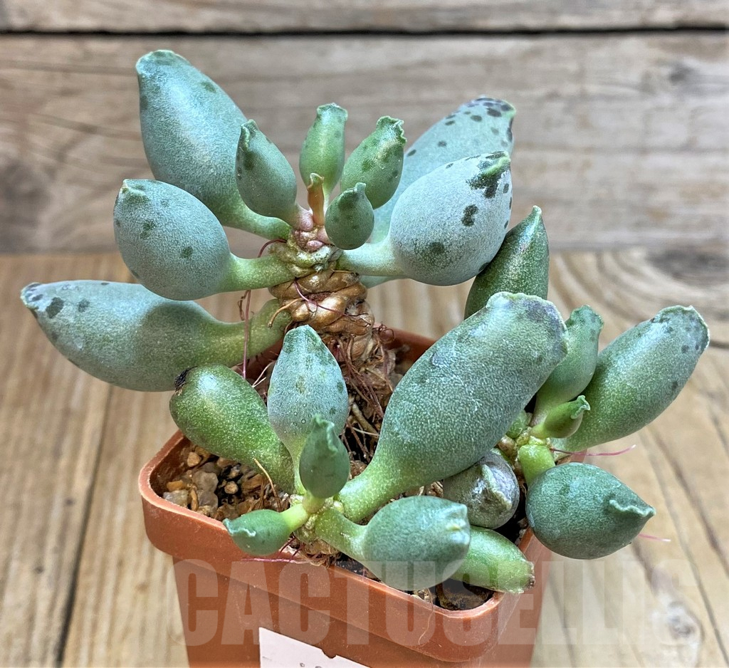 SHPR37609 Adromischus cooperi 'Silver Tube' - Image 2