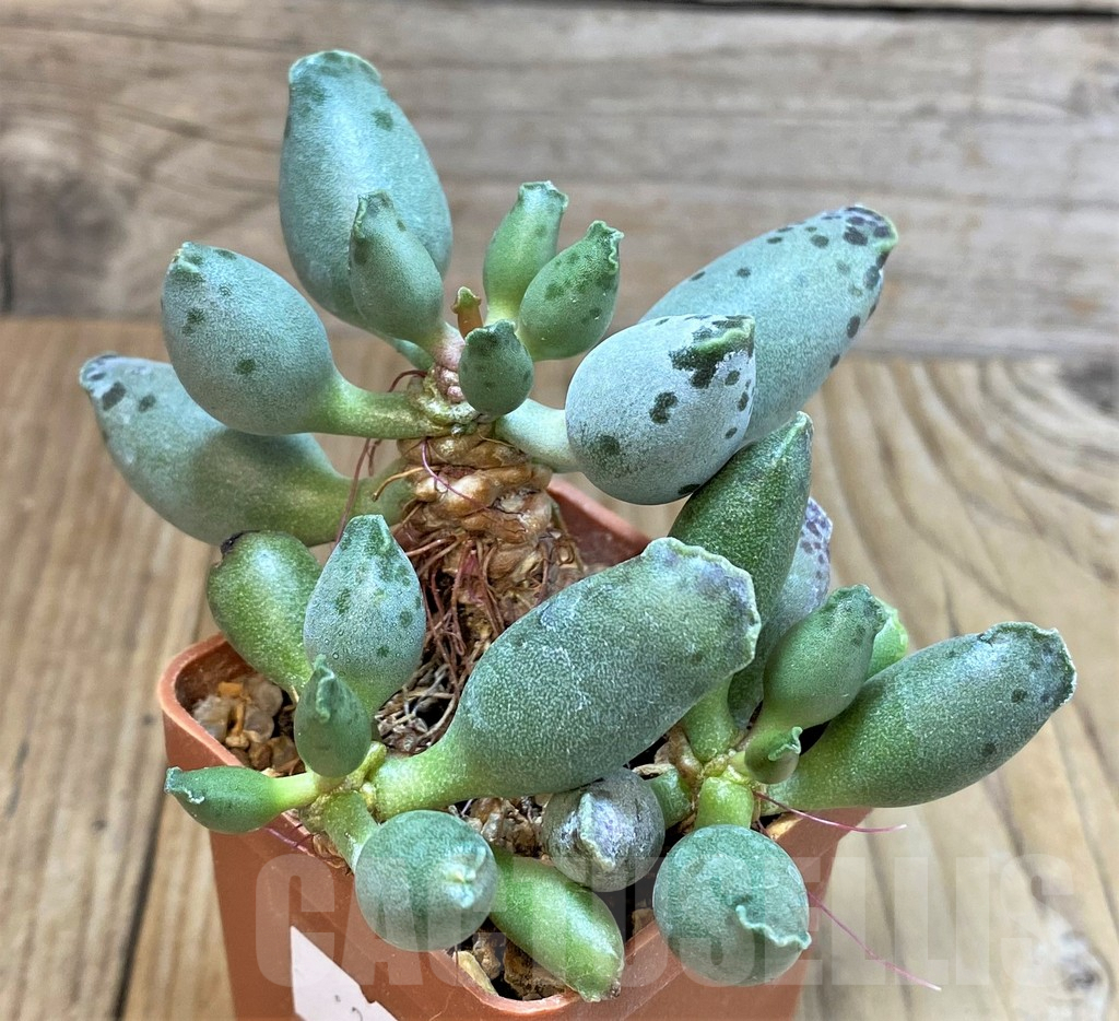 SHPR37609 Adromischus cooperi 'Silver Tube'