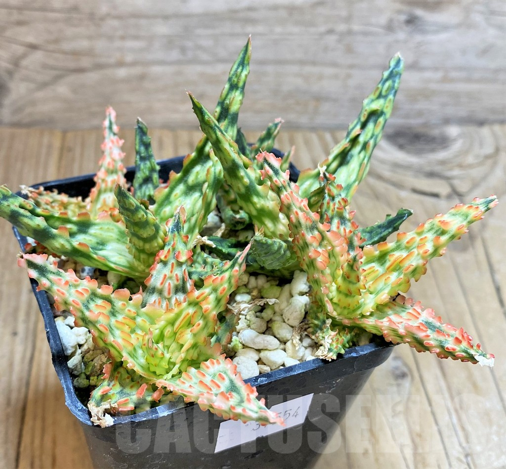 SHPR37554 Aloe TCT hybrid mix