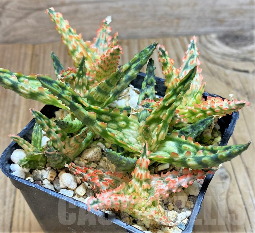 SHPR37554 Aloe TCT hybrid mix - 画像 (2)