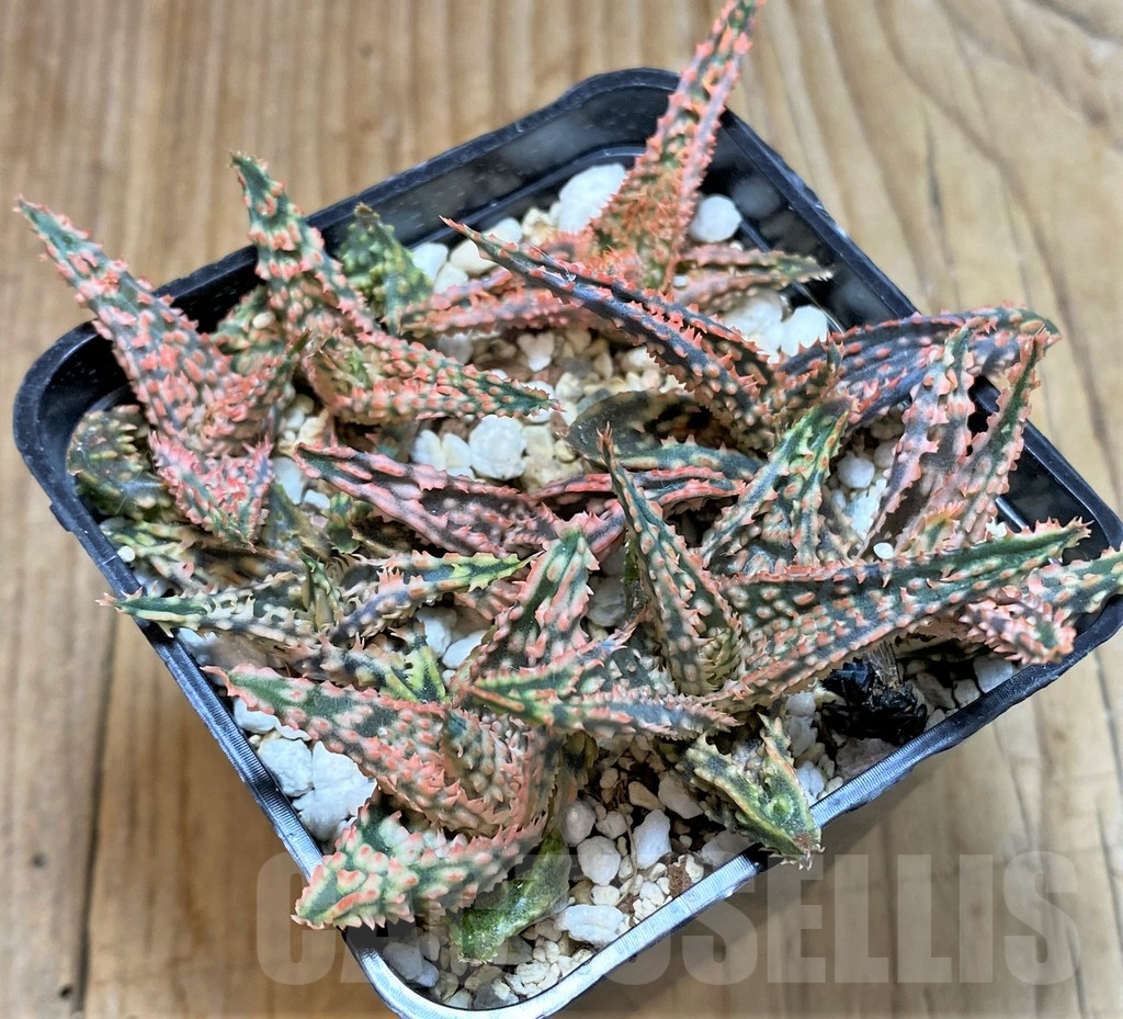 SHPR37549 Aloe TCT hybrid mix - Image 2