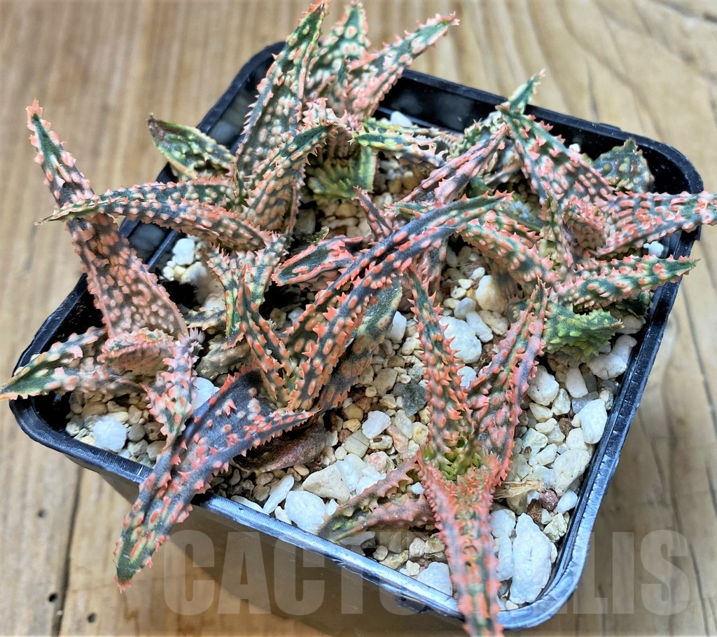 SHPR37549 Aloe TCT hybrid mix