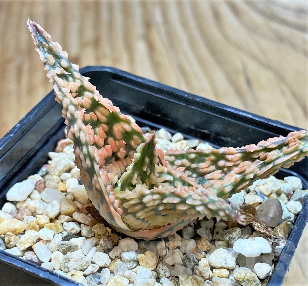 SHPR37558 Aloe TCT hybrid